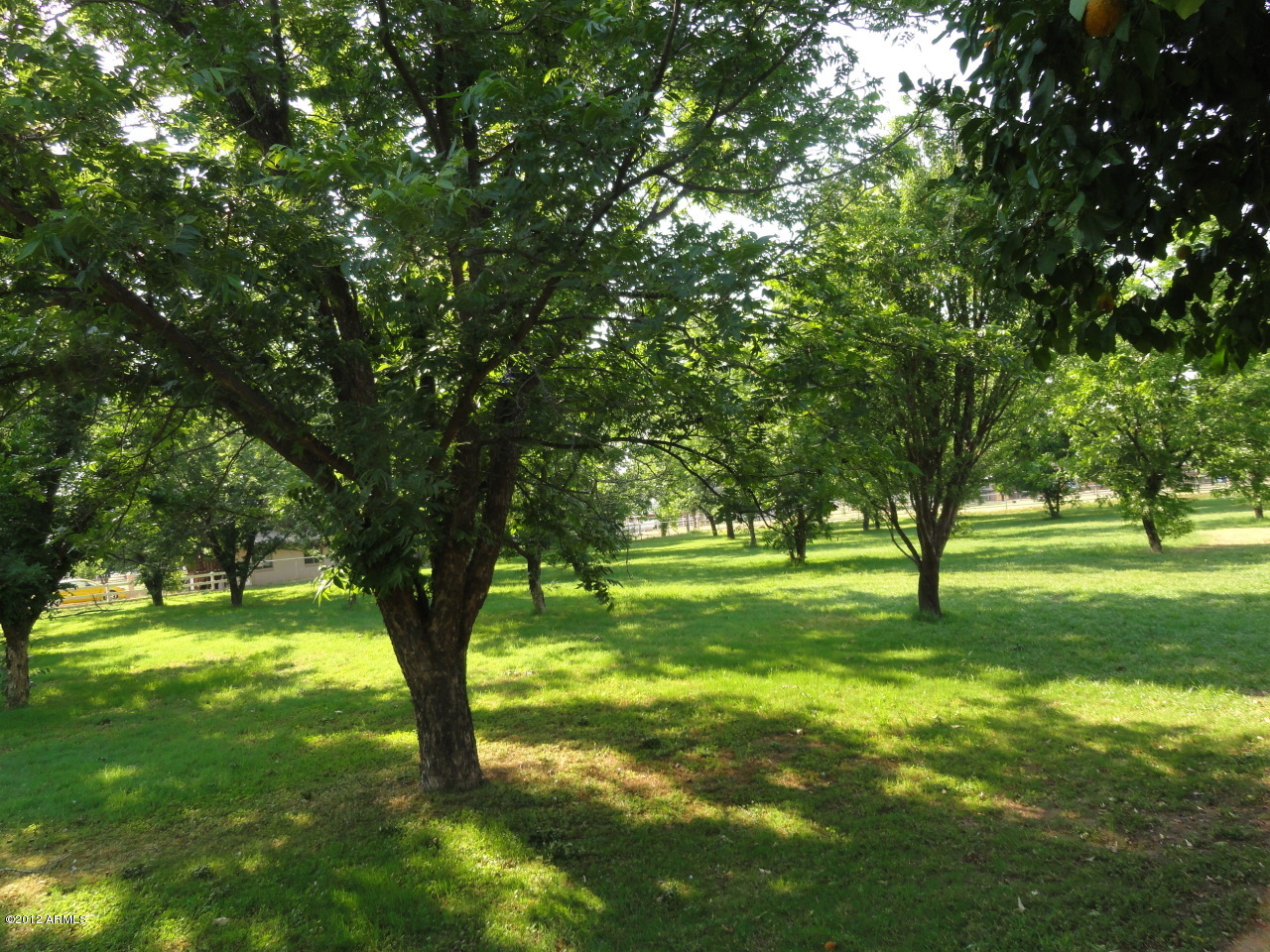 610 East Williams Field Road Gilbert, AZ 85295 - Photo 5 of 34 Over 45+ Pecan Trees!
