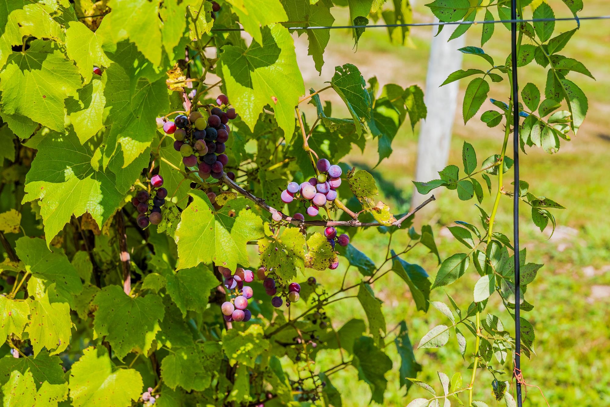 1950 Collins Road Halifax, VT 05301 - Photo 47 of 59