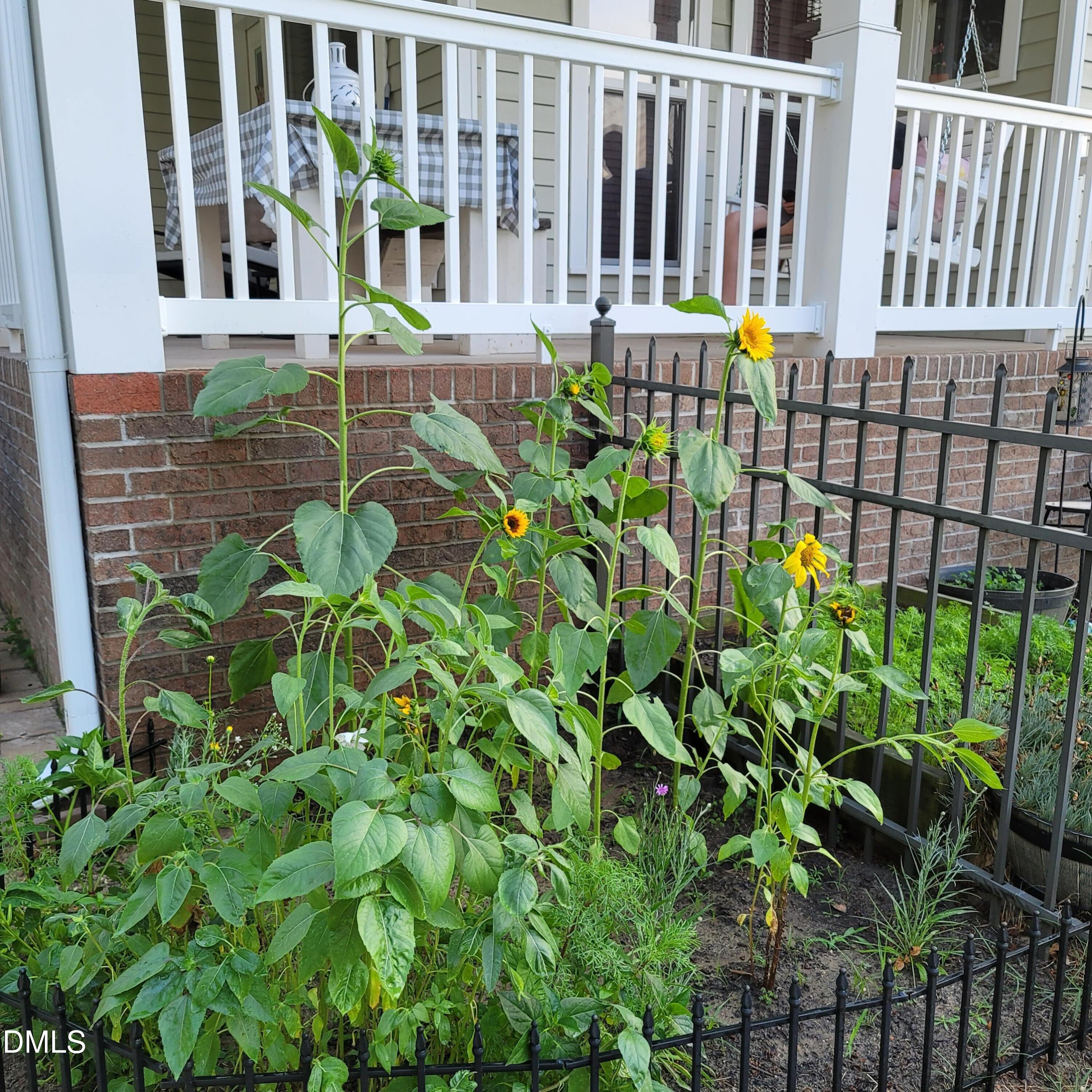 136 Kenneth Lane Willow Spring, NC 27592 - Photo 68 of 94 Sunflowers