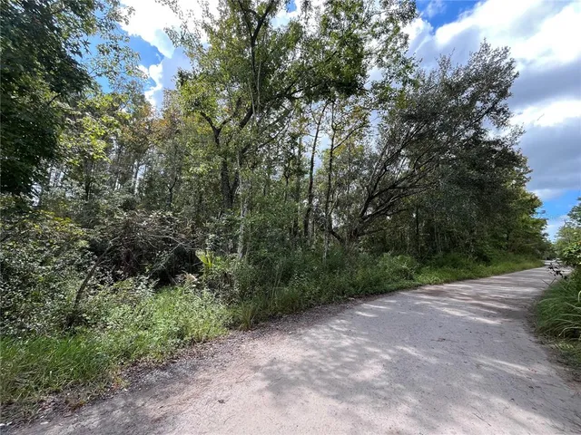 a view of a forest with trees in the background