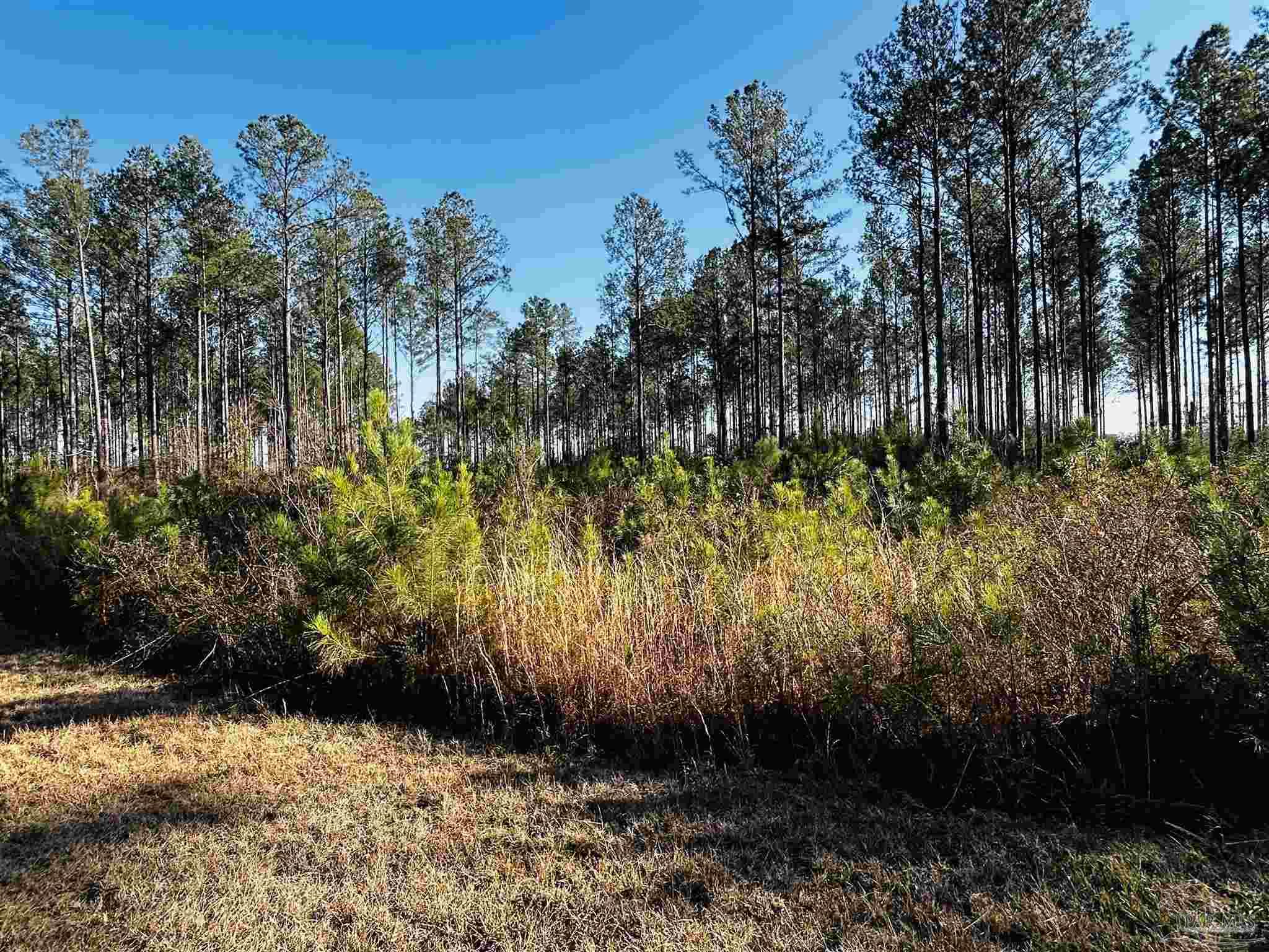 Lot 406 Country Mill Road Jay, FL 32565 - Photo 9 of 10