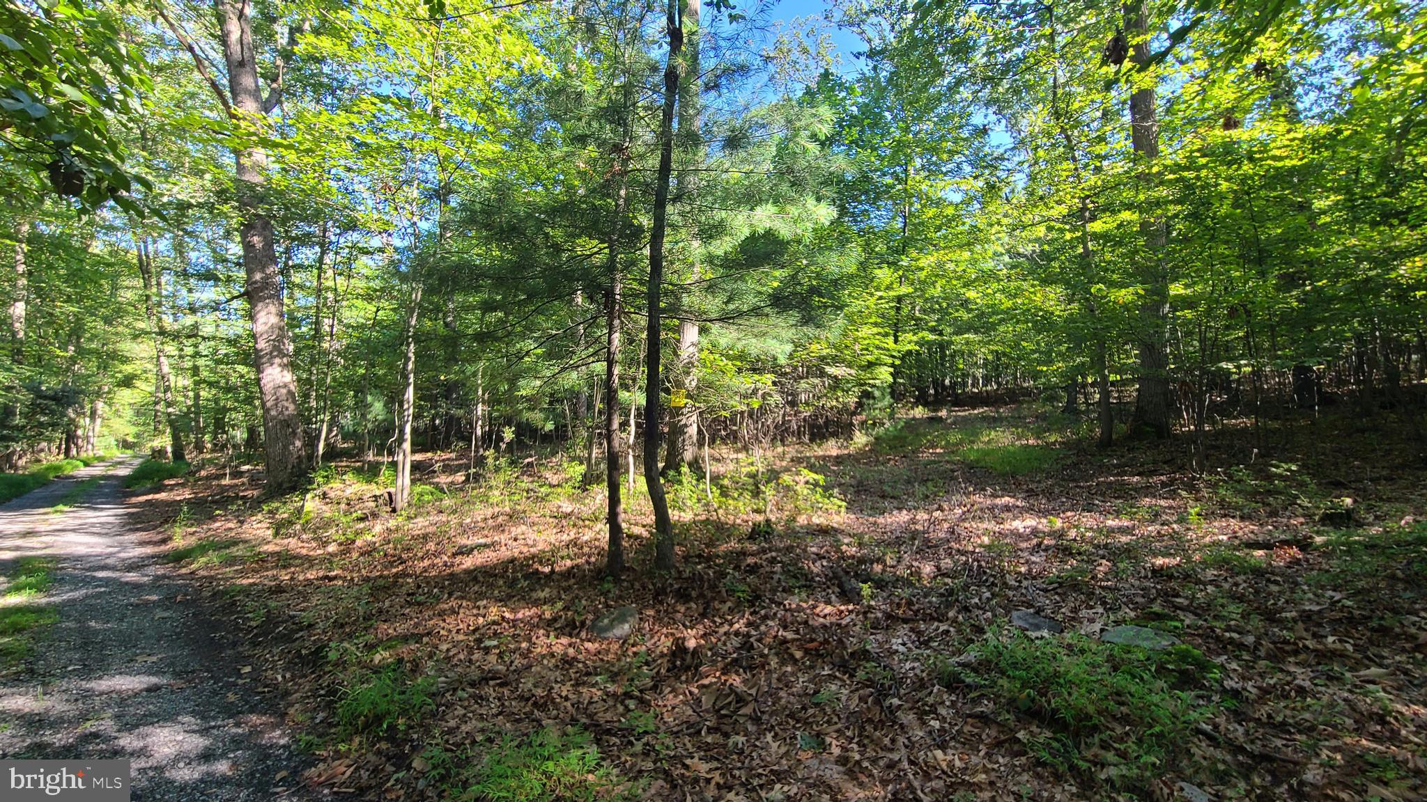 a view of a tree in a yard