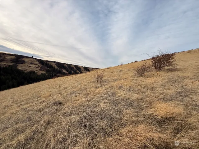 a view of a dry yard