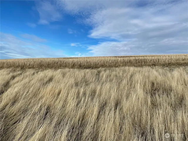 a view of a dry yard