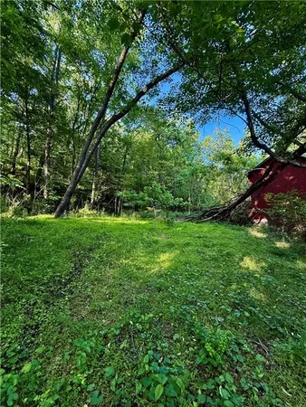 a view of green field with plants and trees