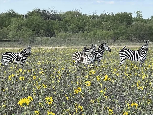 $299,000 | Lot 30 Tbd Bigfoot Road, Strawn, TX 76475