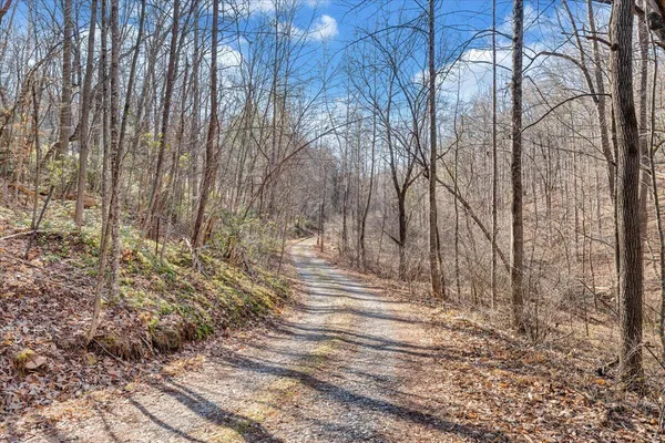 a view of fountain in middle of the forest