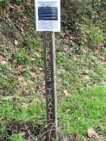 a view of a tree in a yard