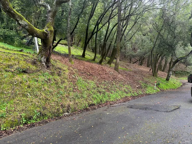 a view of a backyard with large trees