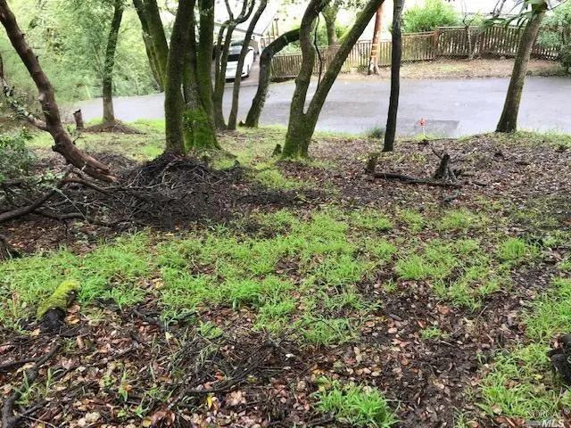 a view of some trees in the forest
