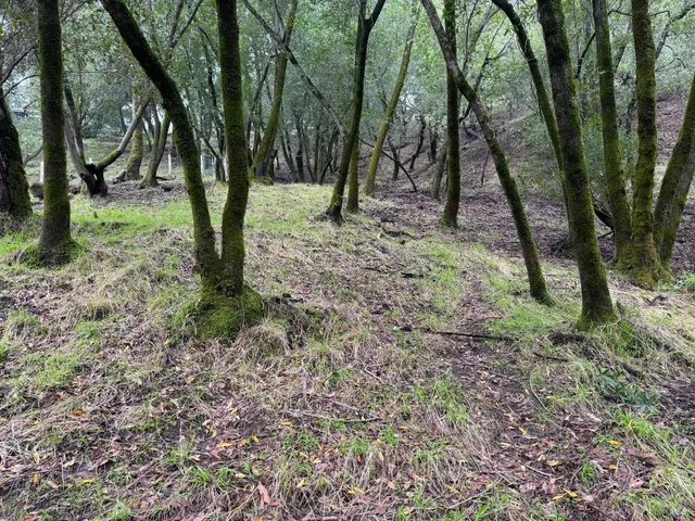 a view of a forest filled with trees