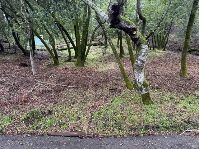 a view of a backyard with large trees