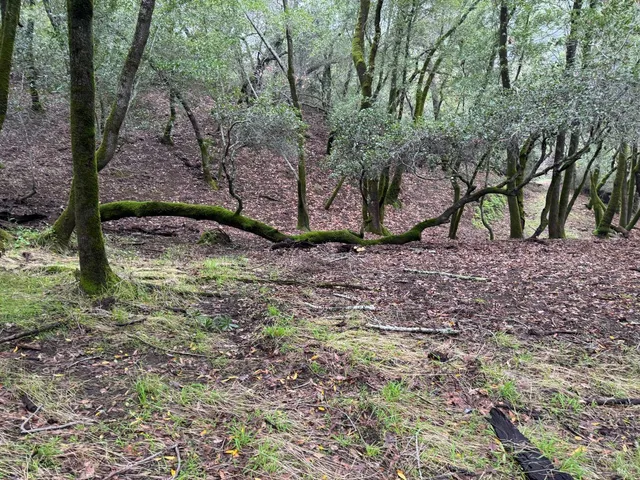 a view of a yard with plants and large trees