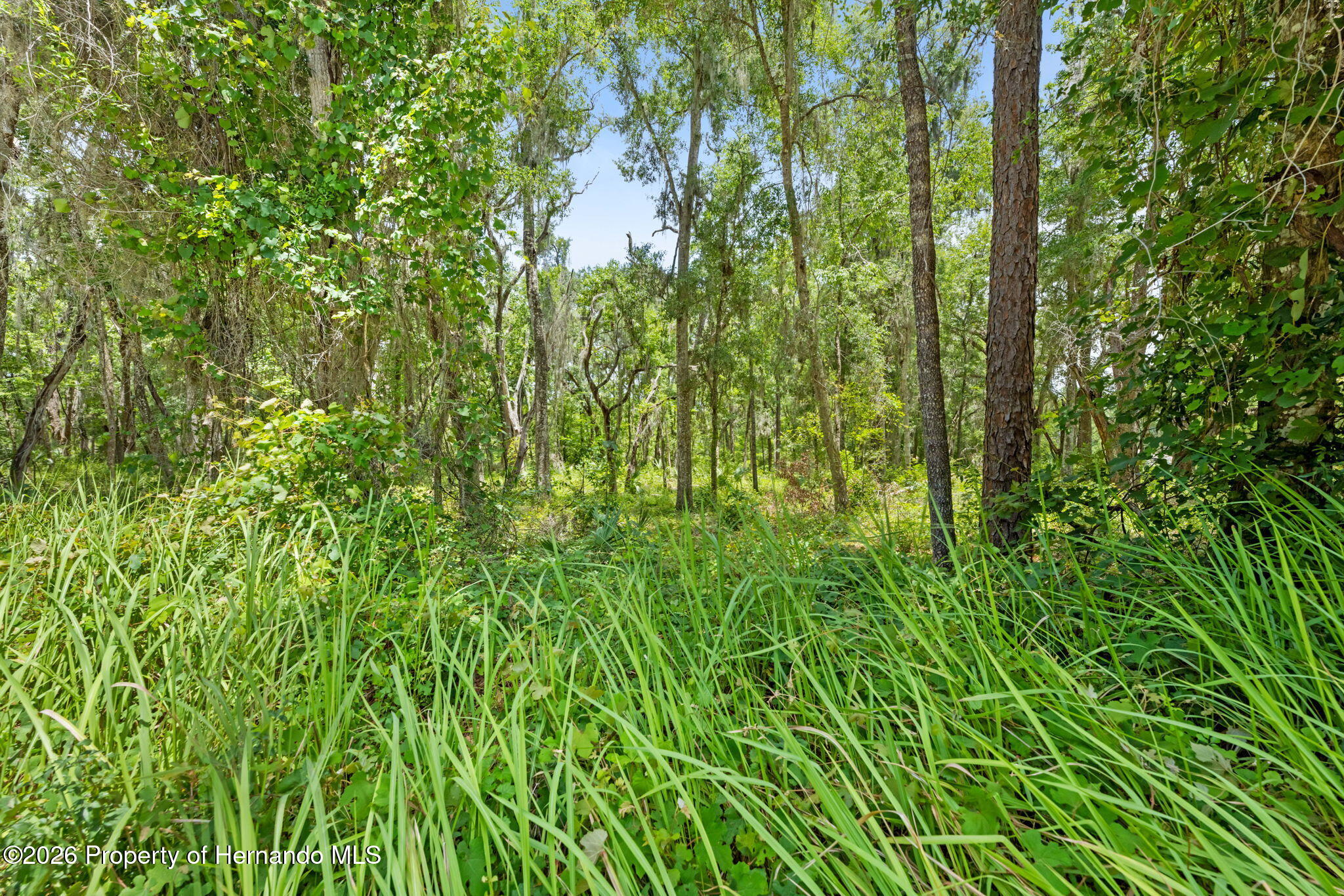 0 Ricebird Avenue Weeki Wachee, FL 34614 - Photo 17 of 26