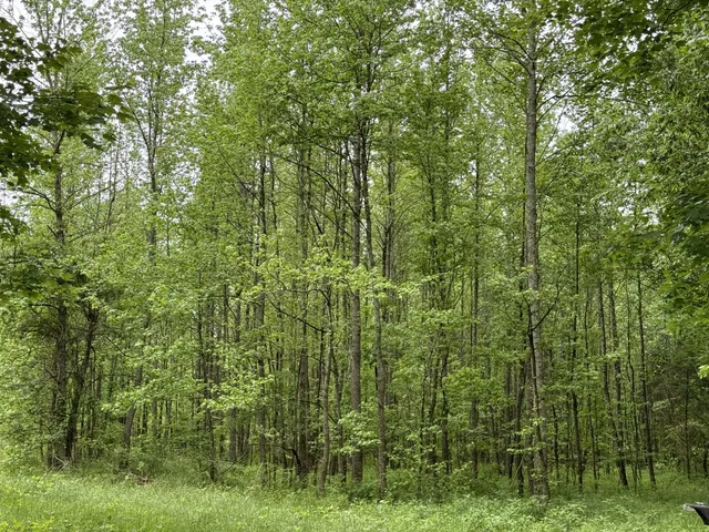 a view of a lush green forest