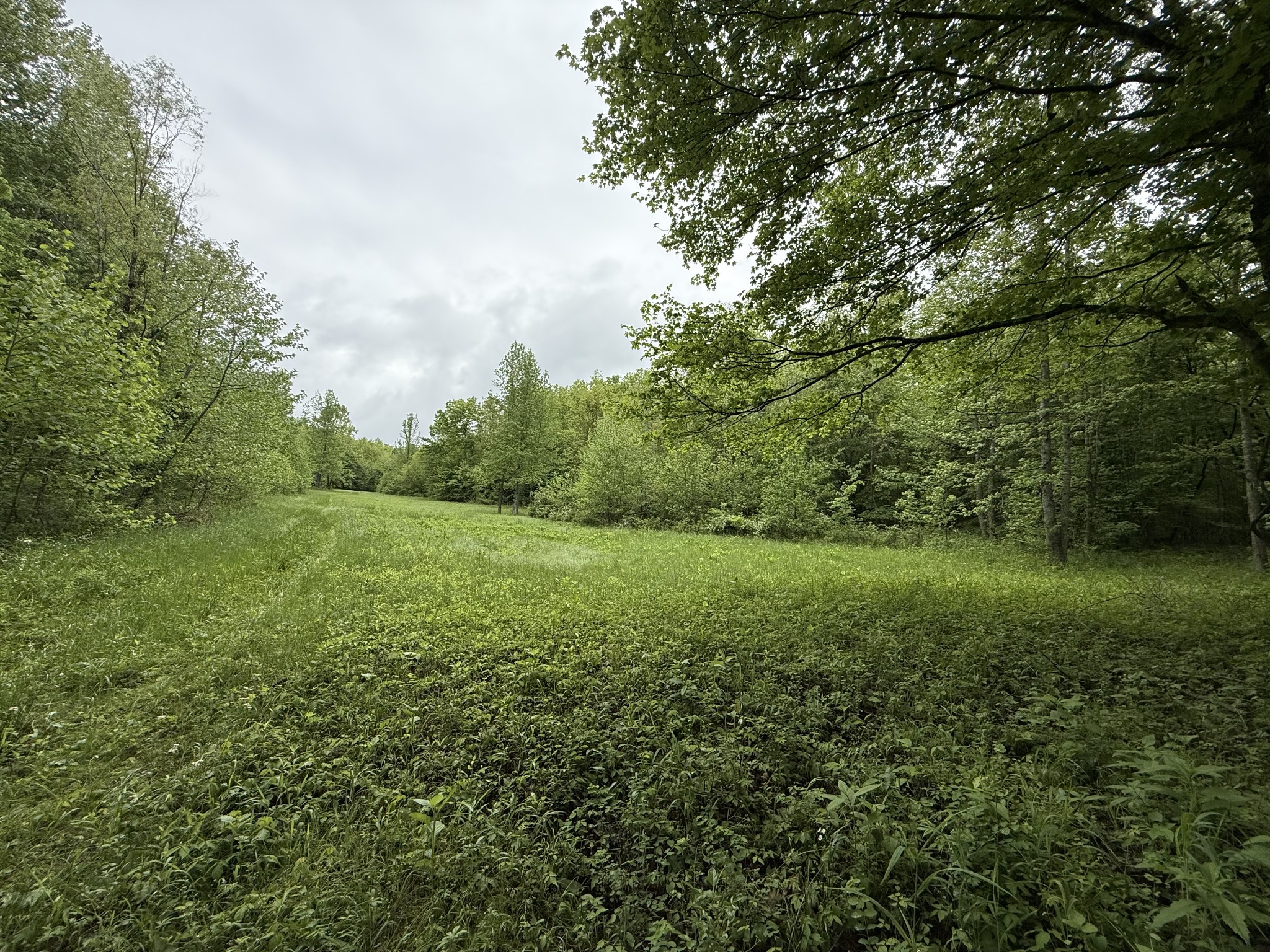 0 Turkey Creek Road Waverly, TN 37185 - Photo 13 of 26 a view of a big yard with lots of green space