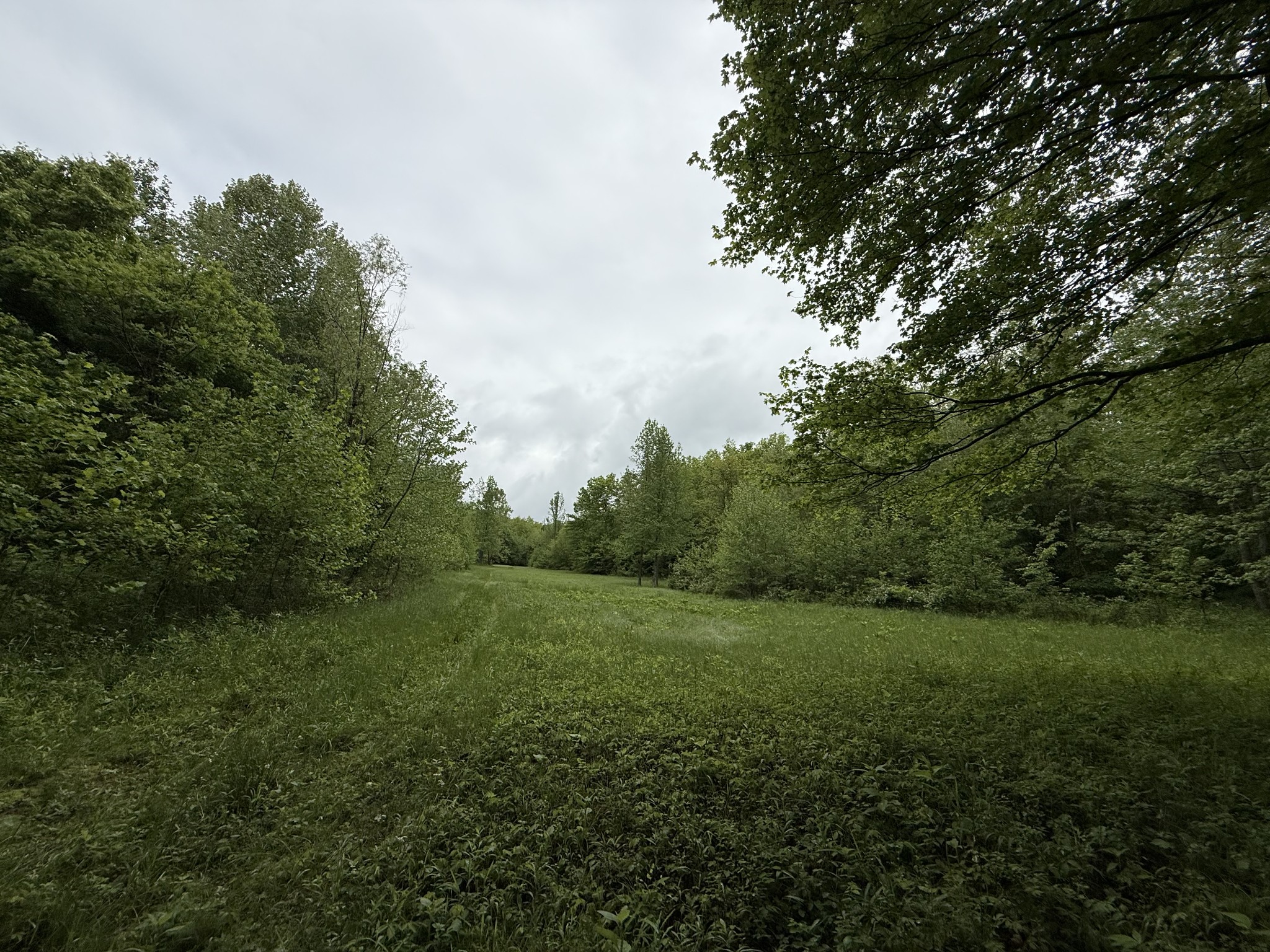 0 Turkey Creek Road Waverly, TN 37185 - Photo 14 of 26 a view of a grassy field with trees