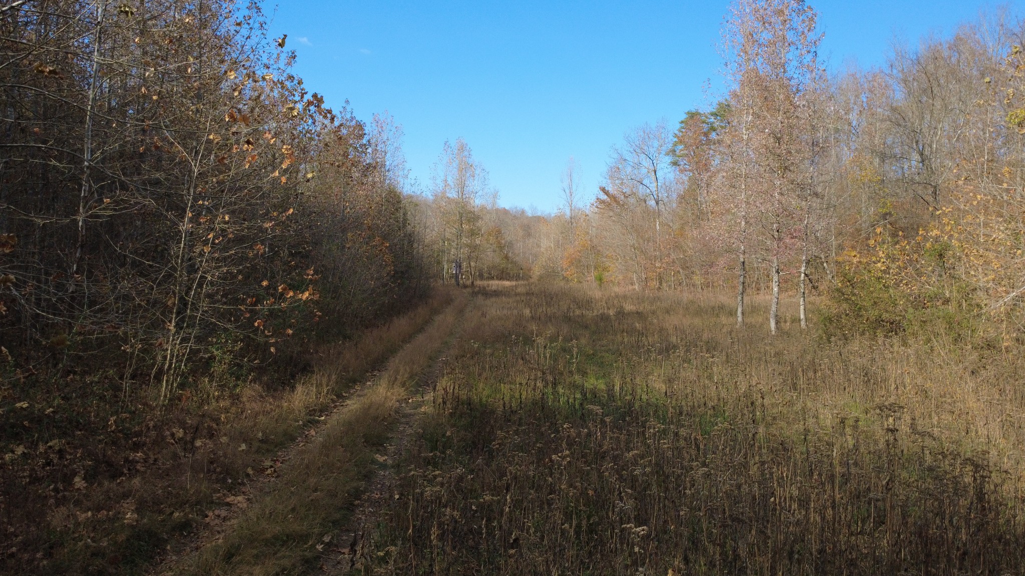 0 Turkey Creek Road Waverly, TN 37185 - Photo 20 of 26 a view of a yard