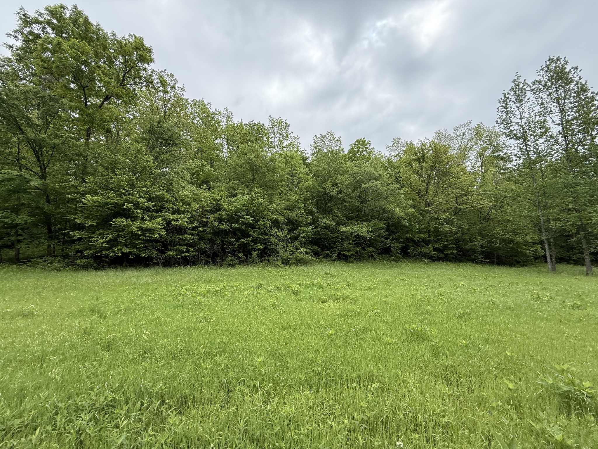 0 Turkey Creek Road Waverly, TN 37185 - Photo 2 of 26 a view of a yard with a trees