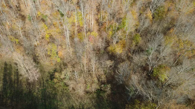 a view of a yard with trees in the background