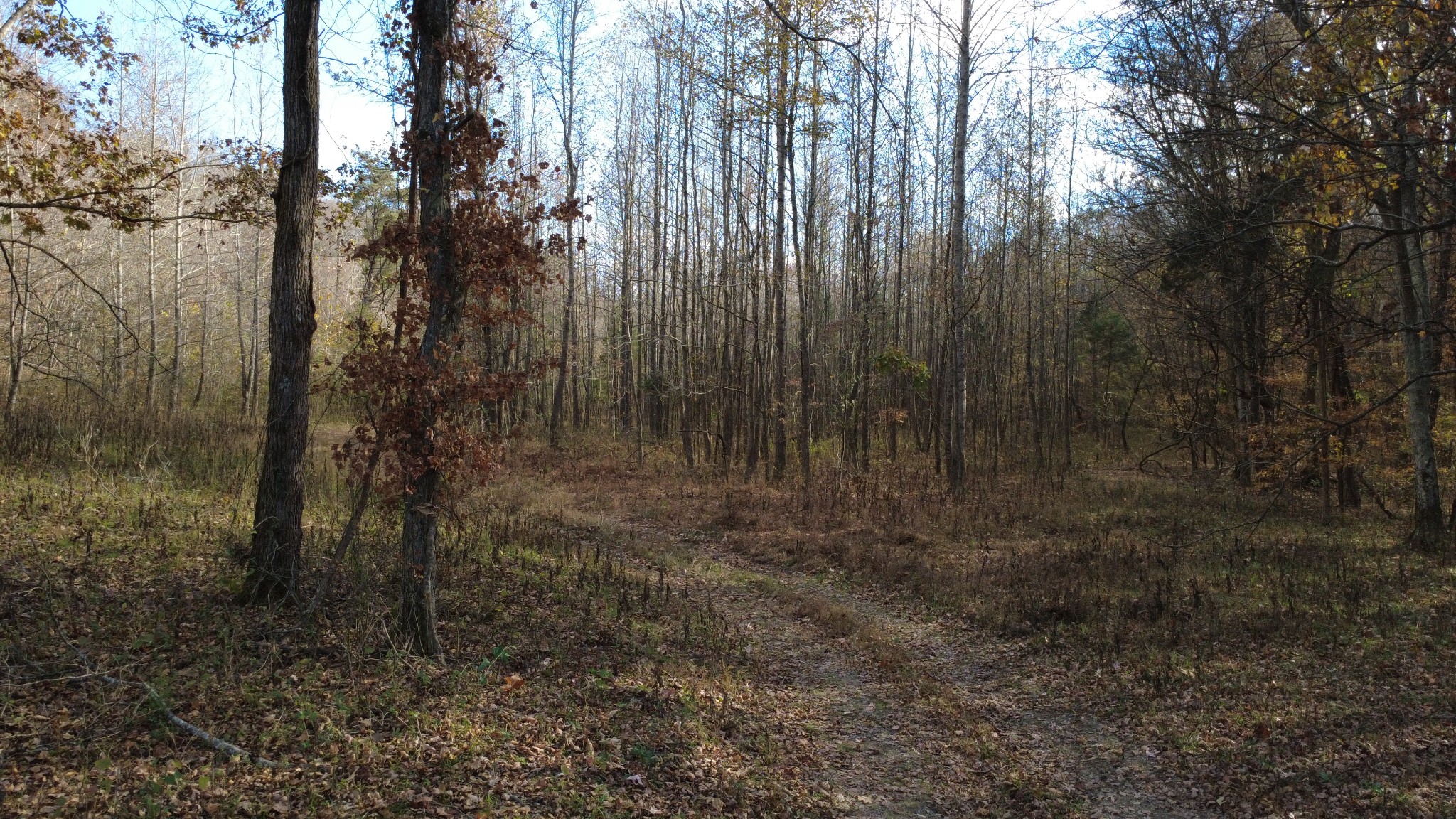 0 Turkey Creek Road Waverly, TN 37185 - Photo 26 of 26 a view of a yard with trees in the background