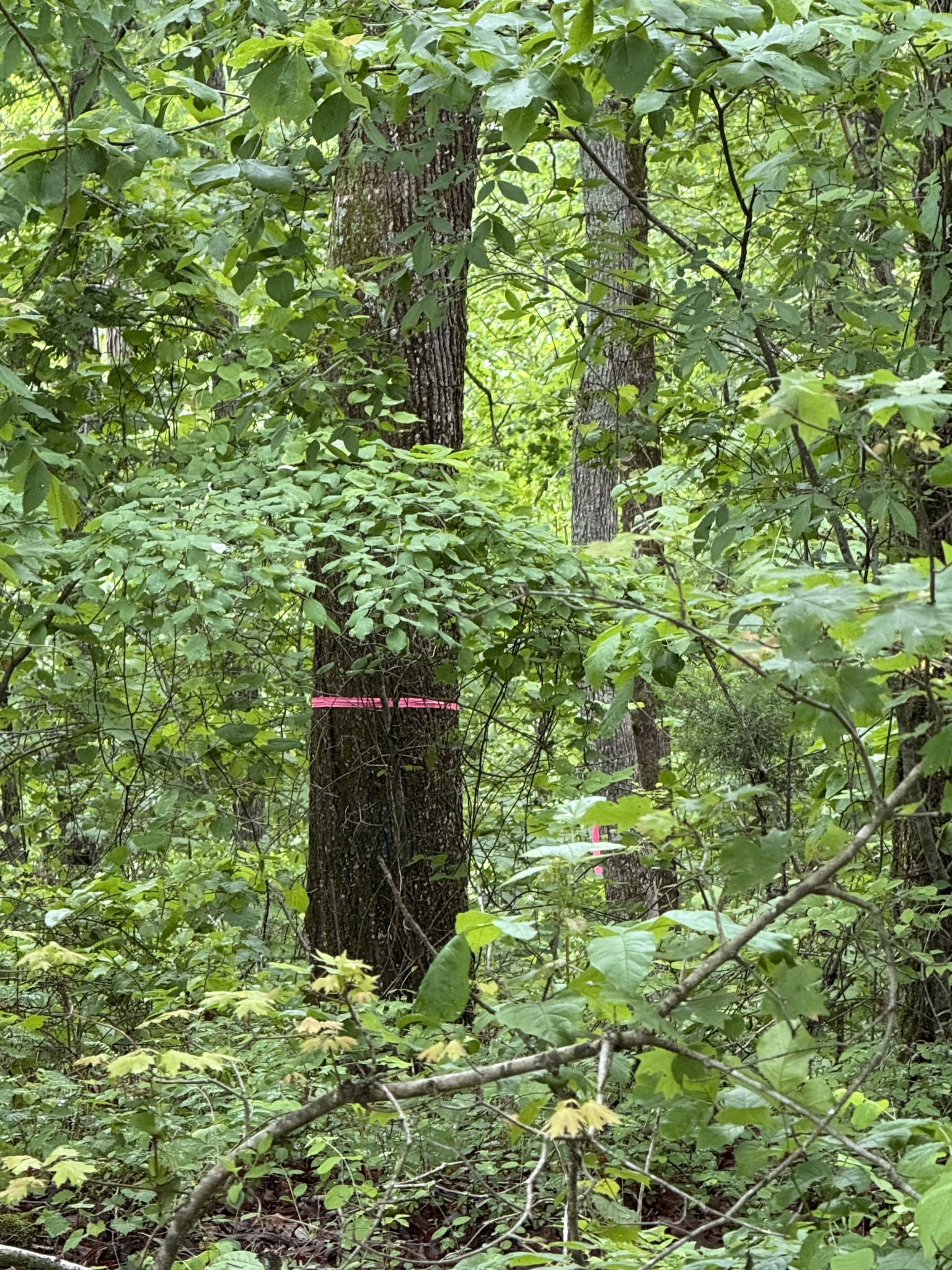 0 Turkey Creek Road Waverly, TN 37185 - Photo 3 of 26 a view of a garden