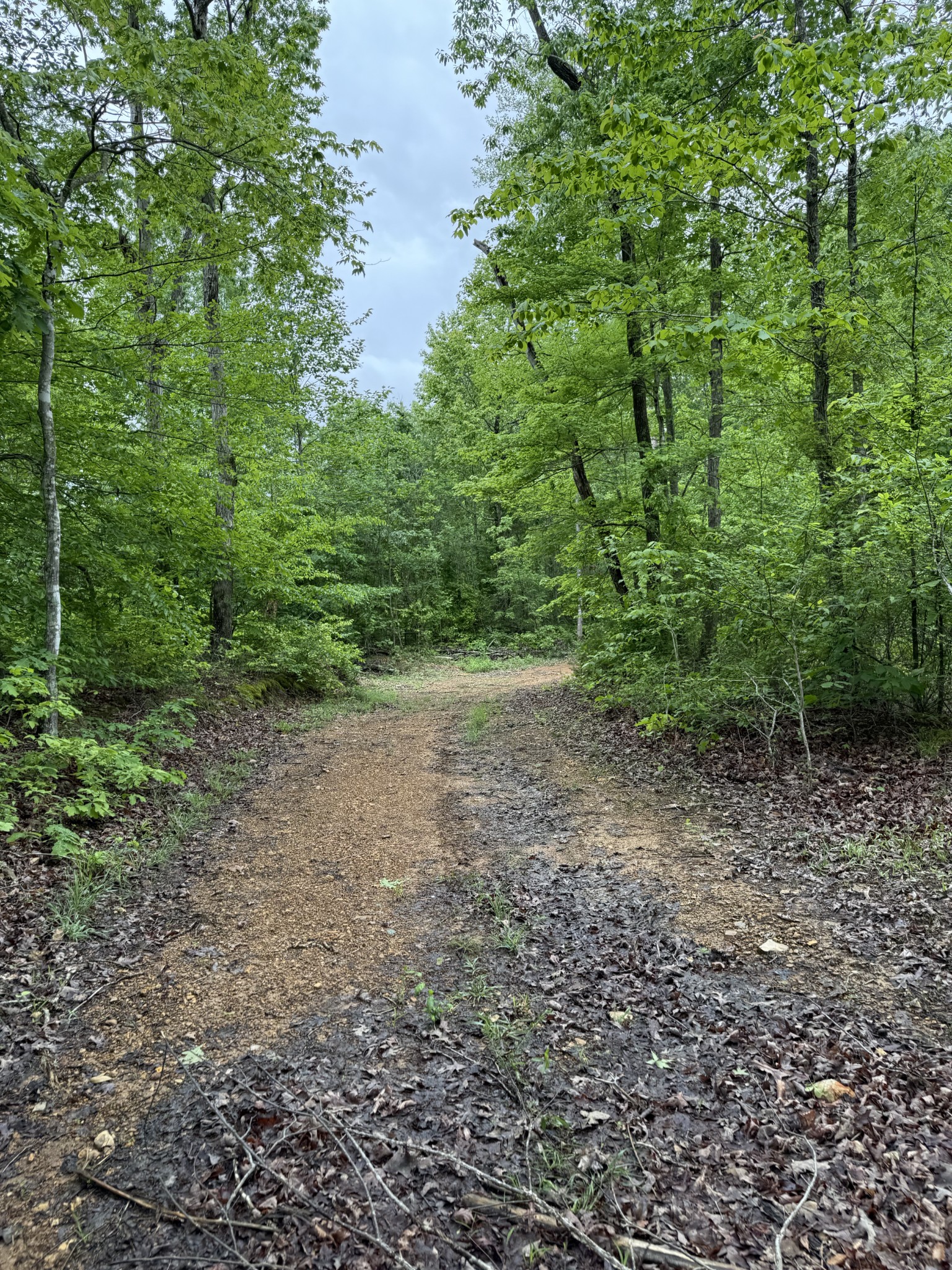 0 Turkey Creek Road Waverly, TN 37185 - Photo 4 of 26 a big yard with lots of green space and deers