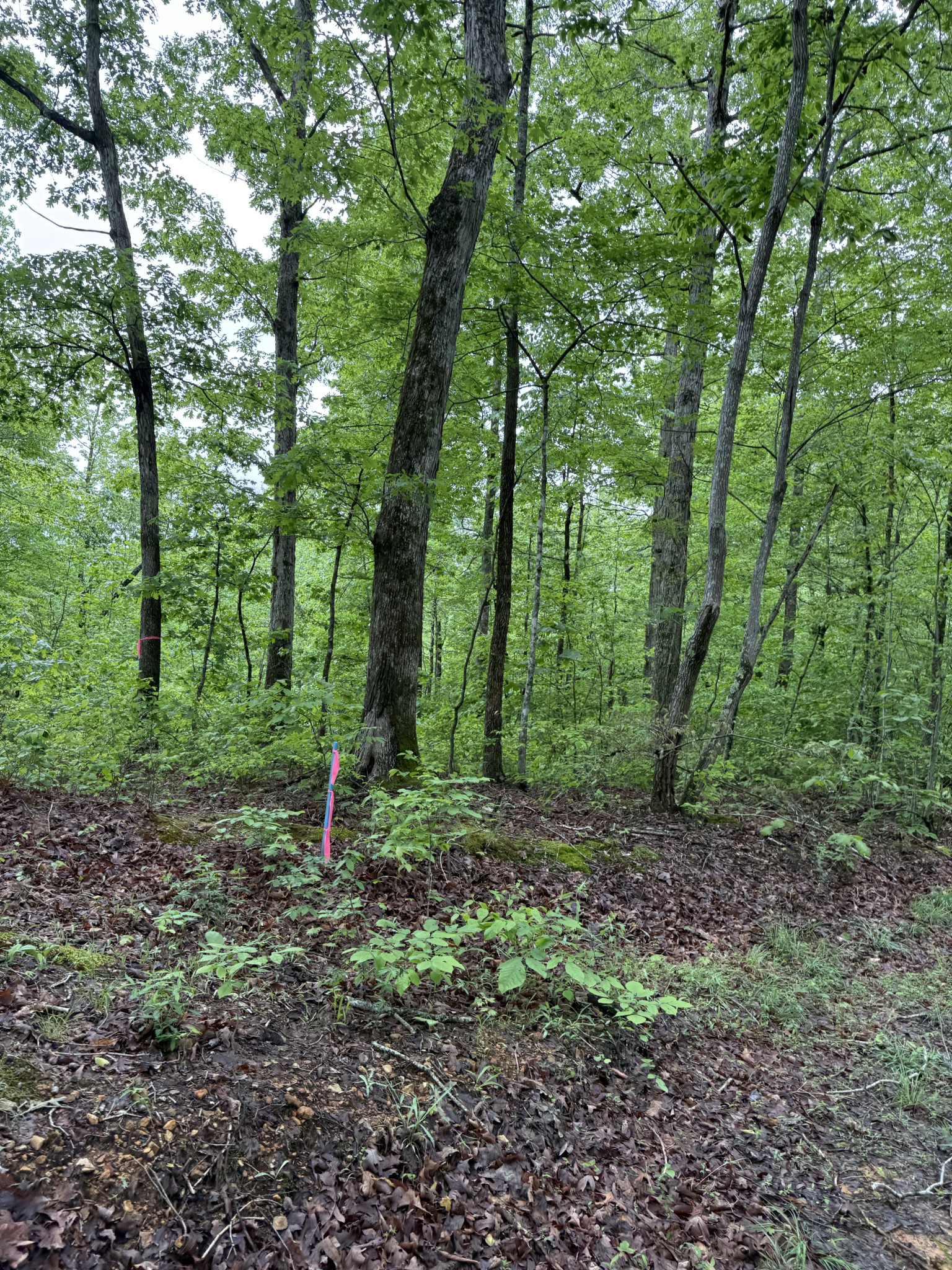 0 Turkey Creek Road Waverly, TN 37185 - Photo 5 of 26 a backyard of a house with lots of green space