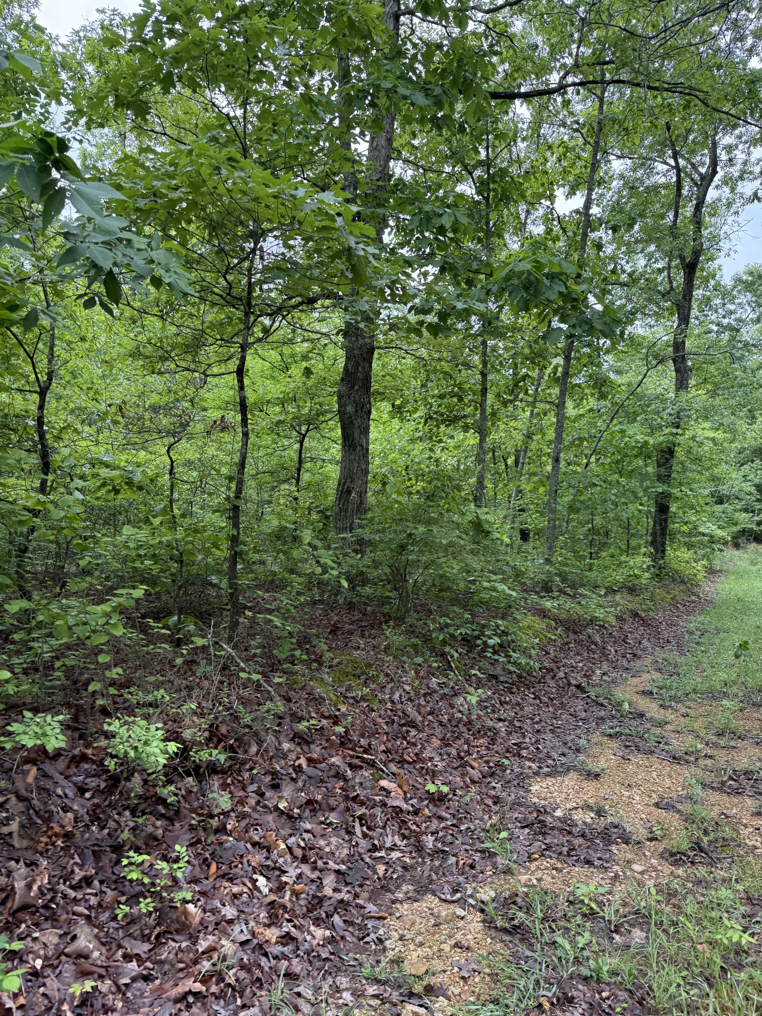 0 Turkey Creek Road Waverly, TN 37185 - Photo 6 of 26 a view of a forest that has large trees