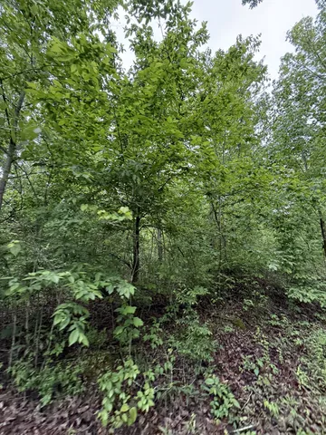 a view of a lush green forest