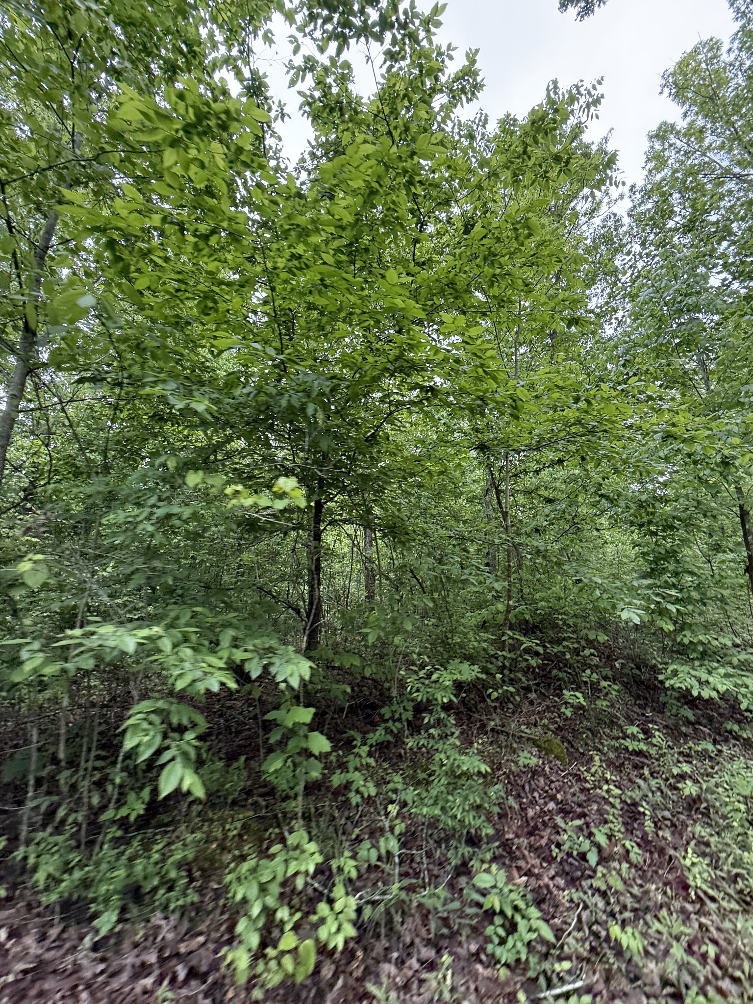 0 Turkey Creek Road Waverly, TN 37185 - Photo 7 of 26 a view of a lush green forest