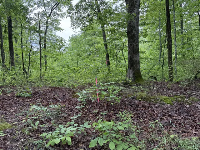 a view of a lush green forest
