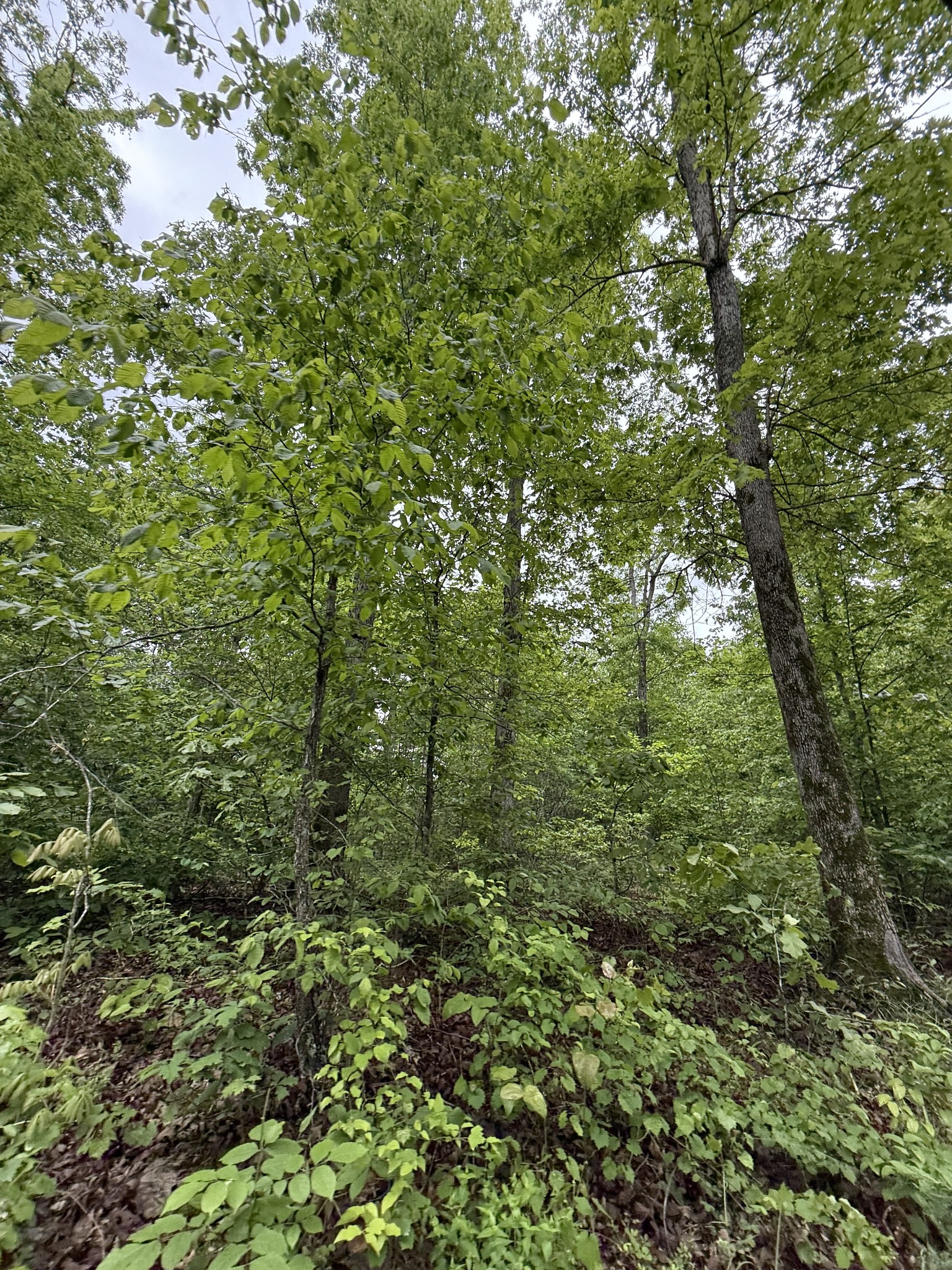 0 Turkey Creek Road Waverly, TN 37185 - Photo 9 of 26 a view of a forest