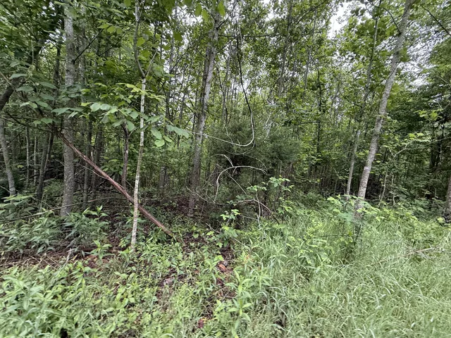 a view of a forest with a tree