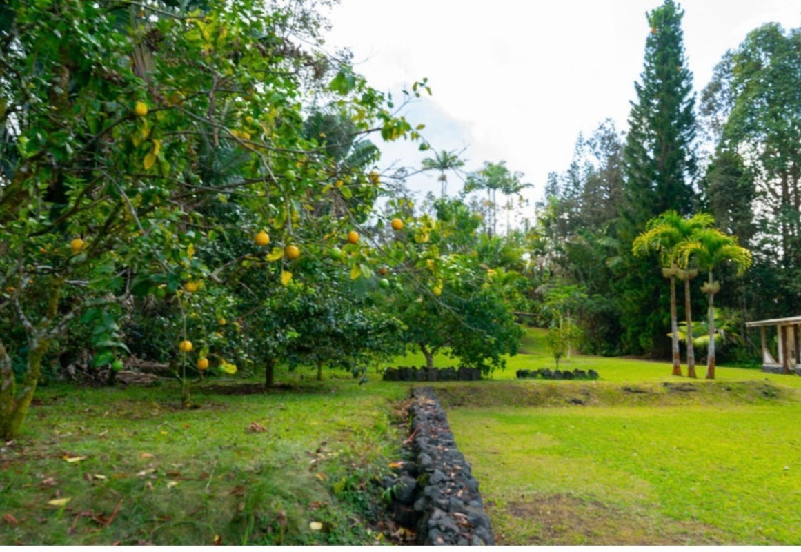 16-1339 Ao Rd Mountain View Mountain View, HI 96771 - Photo 23 of 24 a view of a park with large trees