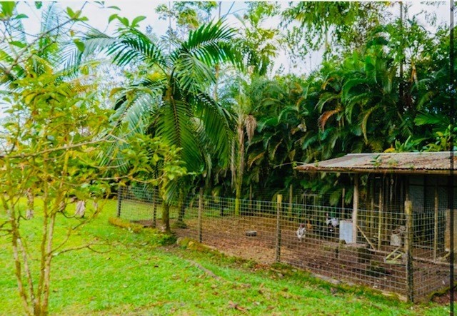 16-1339 Ao Rd Mountain View Mountain View, HI 96771 - Photo 24 of 24 a view of a house with a yard