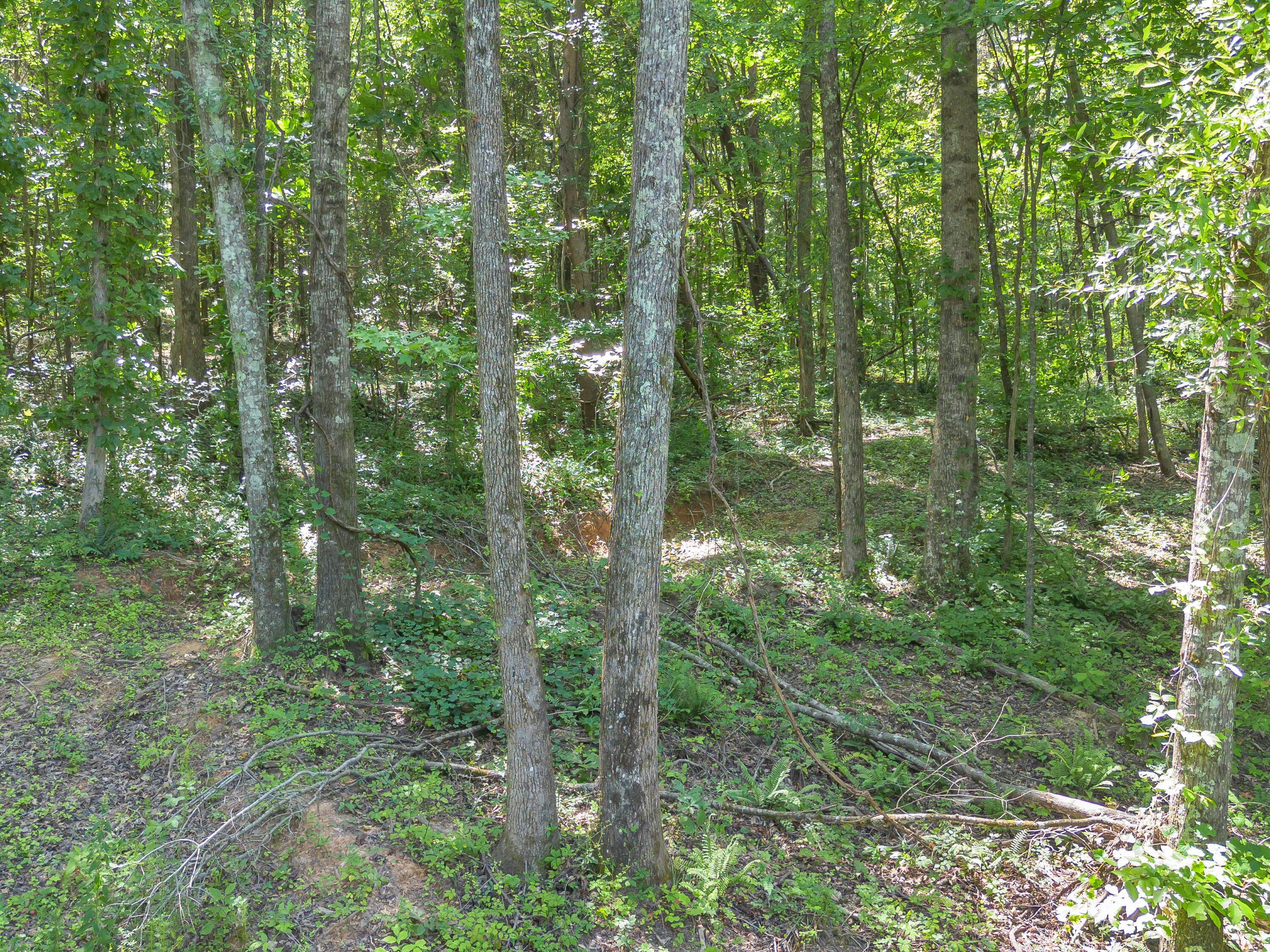 5545 Francis Spring Road Whitwell, TN 37397 - Photo 7 of 15 15-DJI_0082