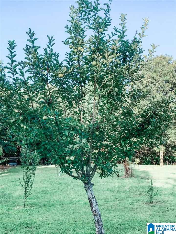 4000 County Road 20 Oneonta, AL 35121 - Photo 9 of 48