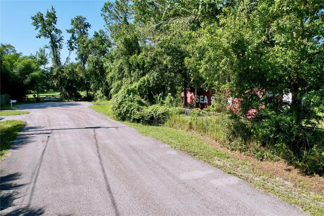 a view of a yard with plants and large trees