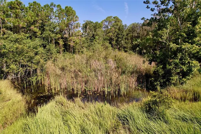 a view of a bunch of plants and trees