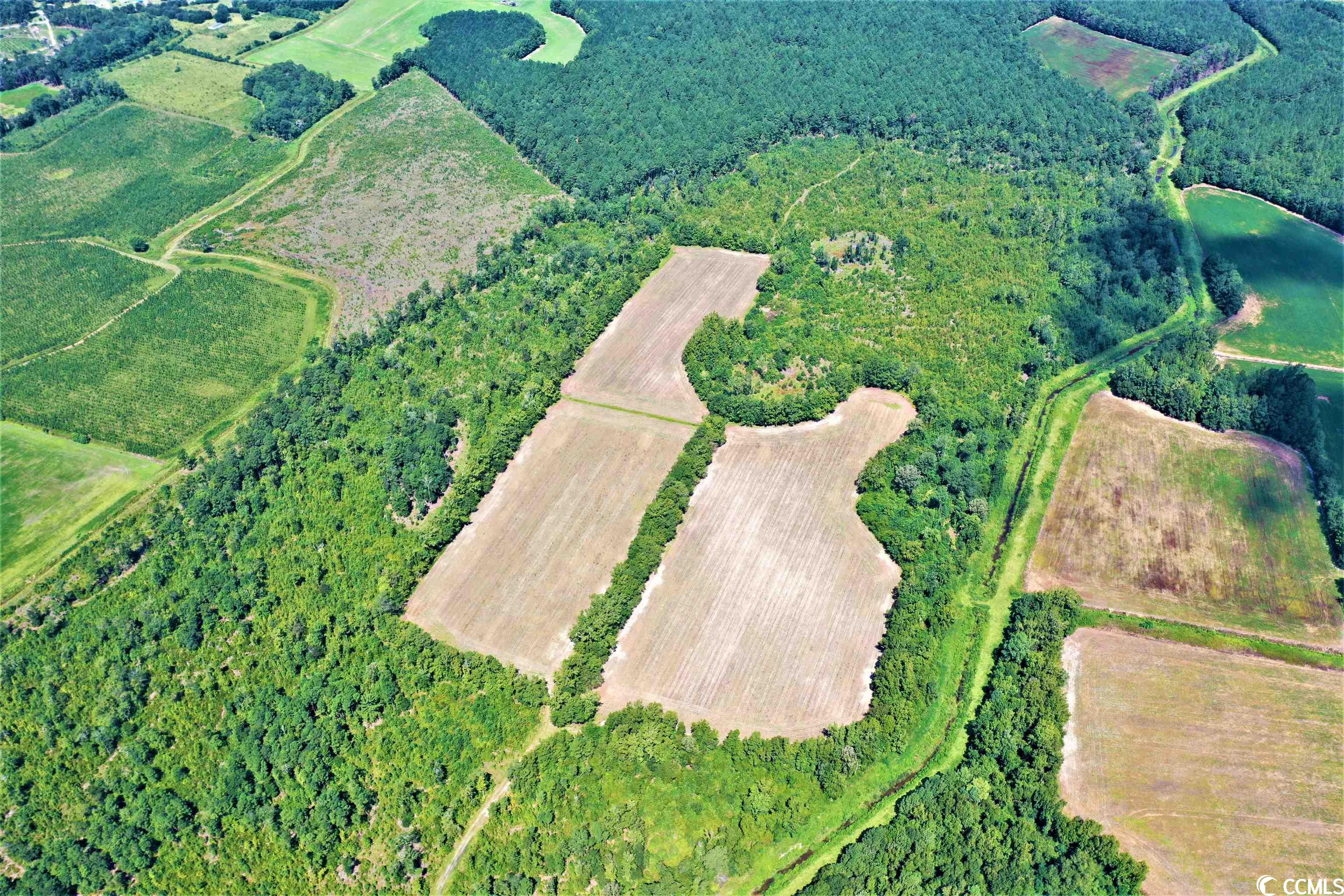 Tbd Old Manning Road Scranton, SC 29591 - Photo 4 of 10