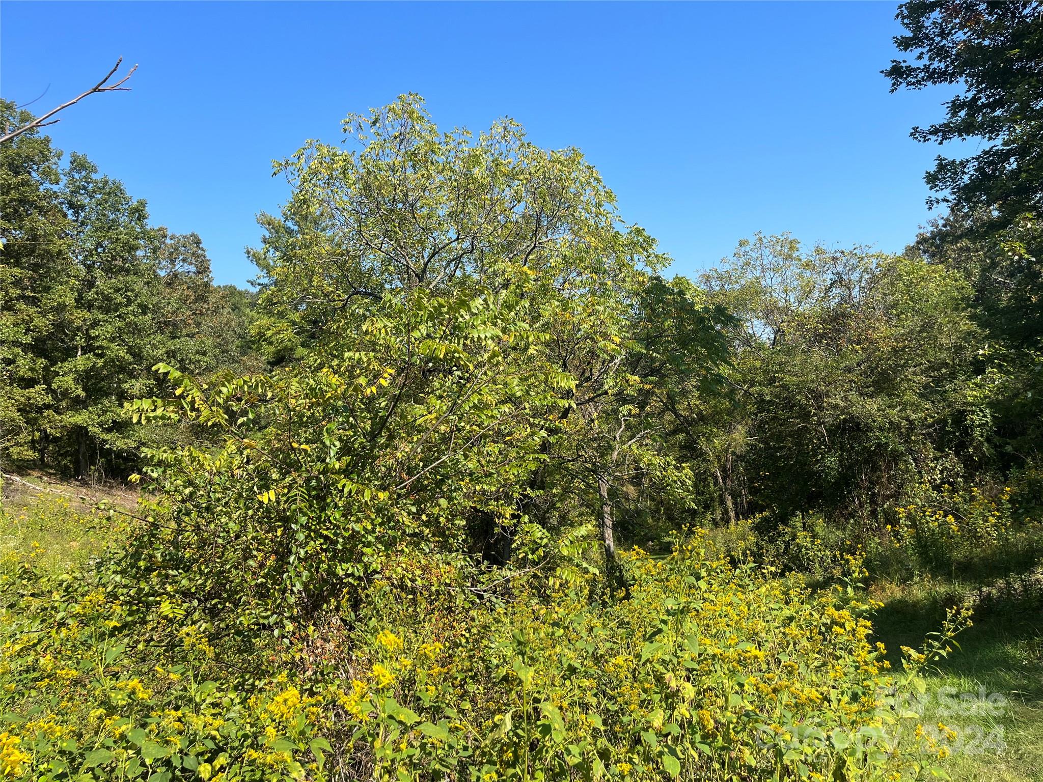 Tbd Firefly Ridge Trail, Unit 5 Alexander, NC 28701 - Photo 4 of 5 a view of a garden with plants