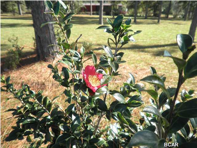 21337 Hightower Road Fountain, FL 32438 - Photo 18 of 25 Gallery Image 18
