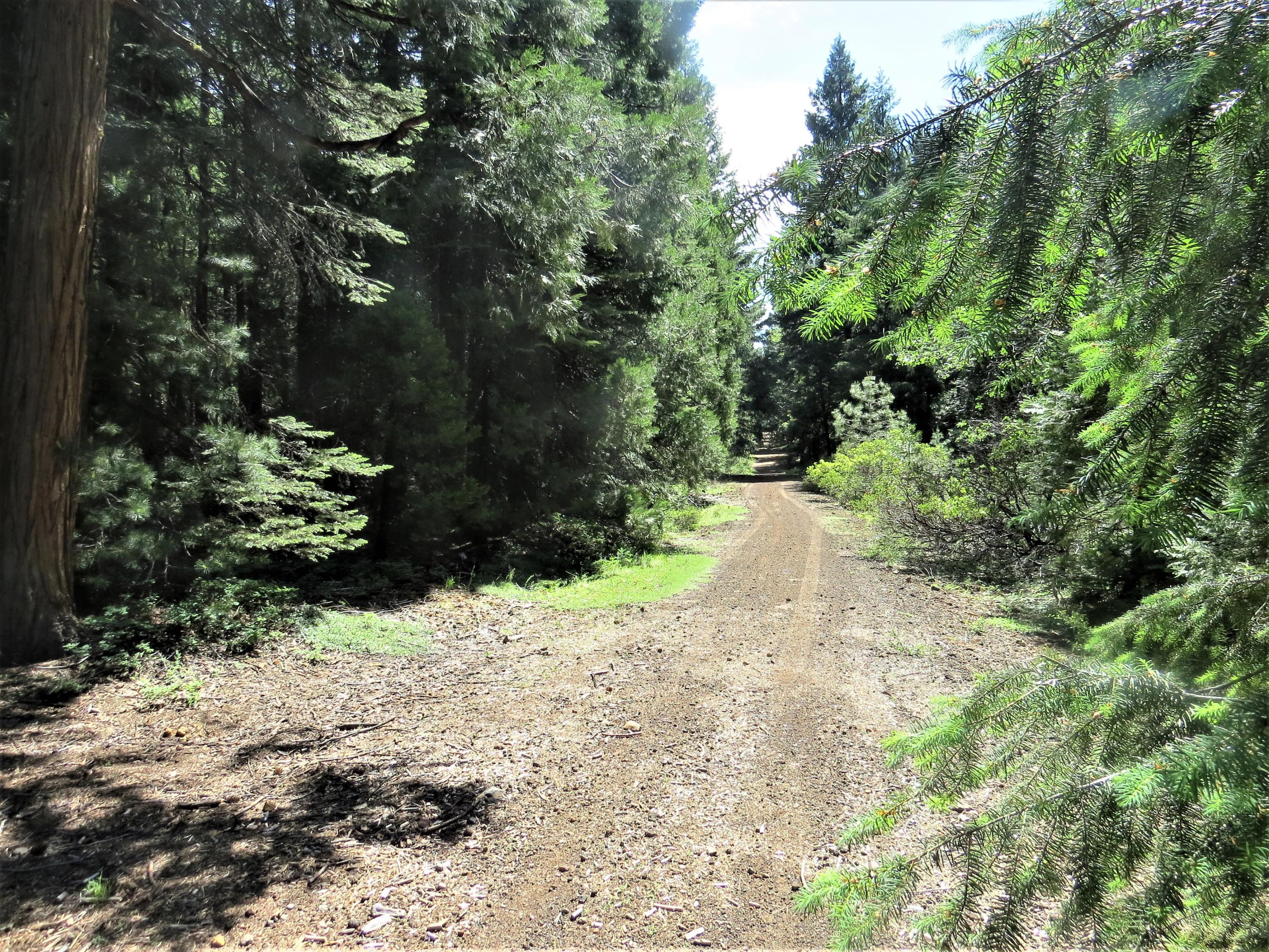 8 Trail Blazer Road Shingletown, CA 96088 - Photo 3 of 10 IMG_4707