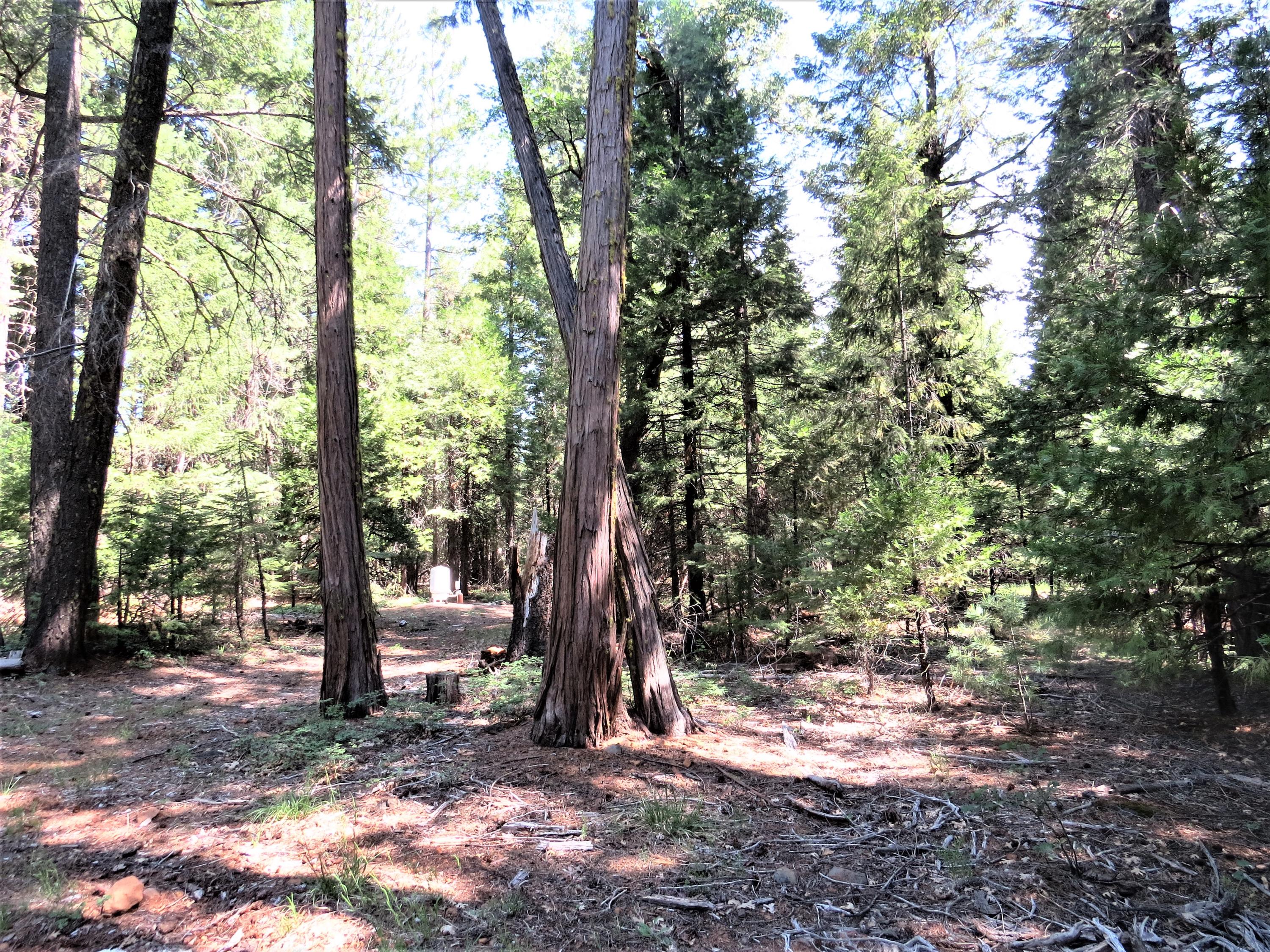 8 Trail Blazer Road Shingletown, CA 96088 - Photo 4 of 10 IMG_4708