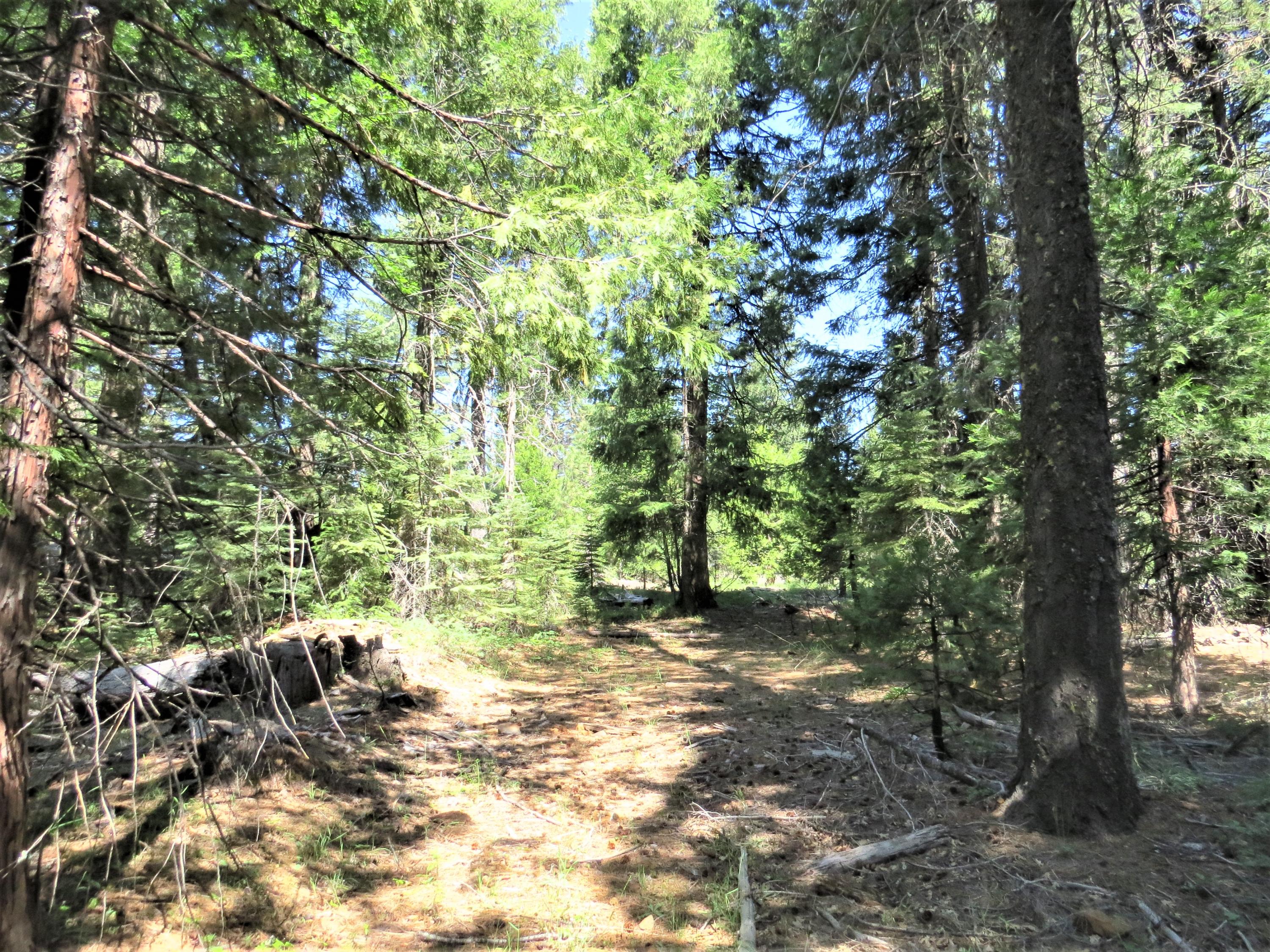 8 Trail Blazer Road Shingletown, CA 96088 - Photo 5 of 10 IMG_4709