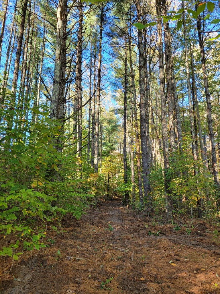 0 Hurricane Ridge Road Charmco, WV 25958 - Photo 11 of 18 Gallery Image 11