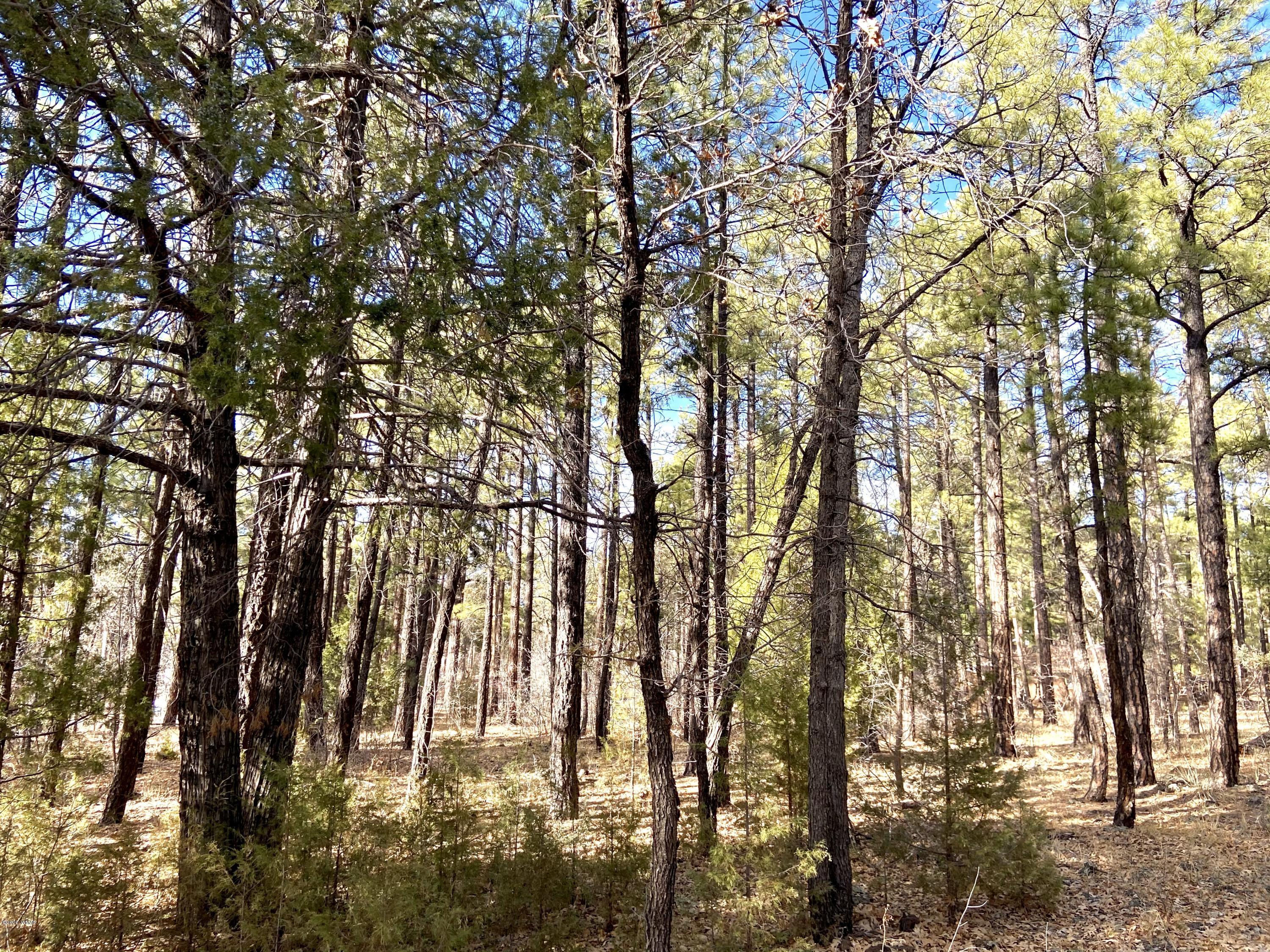 Tbd West Tbd W Woodland Lake Road Pinetop, AZ 85935 - Photo 3 of 13