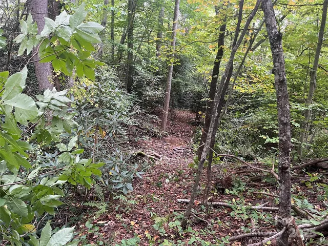 a view of a forest with lots of trees
