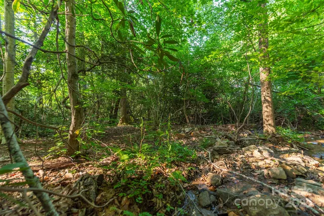 a view of a forest with a tree